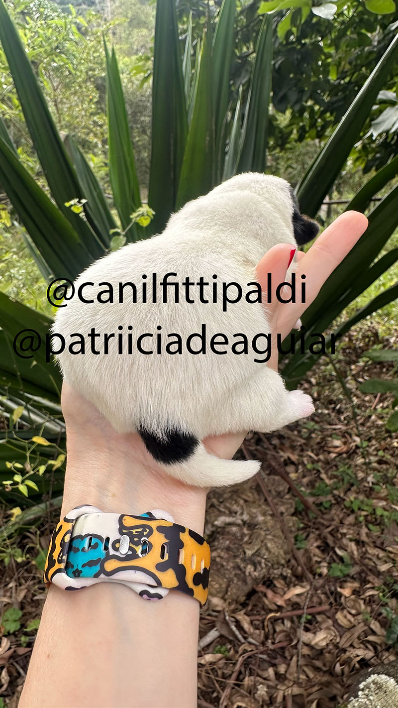 Jack Russell Terrier macho pirata Canil Fittipaldi